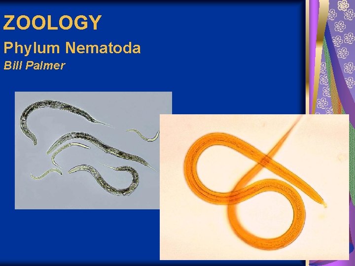 ZOOLOGY Phylum Nematoda Bill Palmer 