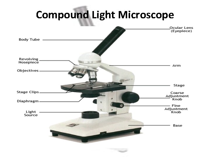 Compound Light Microscope 