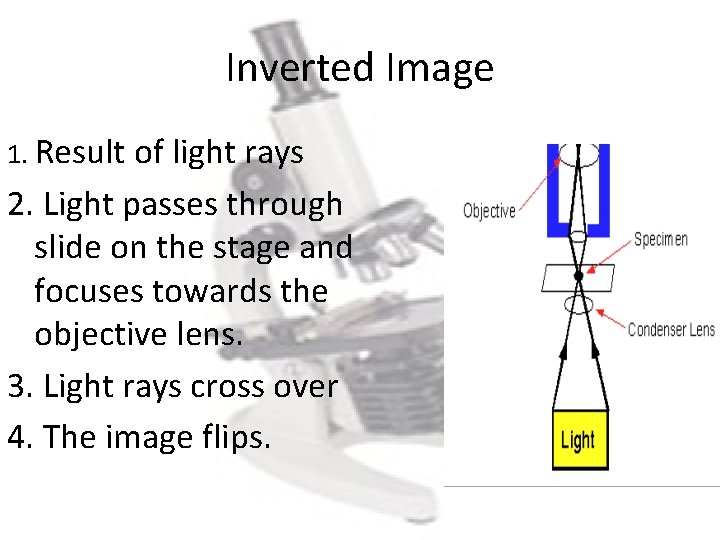 Inverted Image 1. Result of light rays 2. Light passes through slide on the