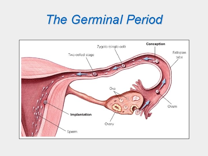 The Germinal Period 