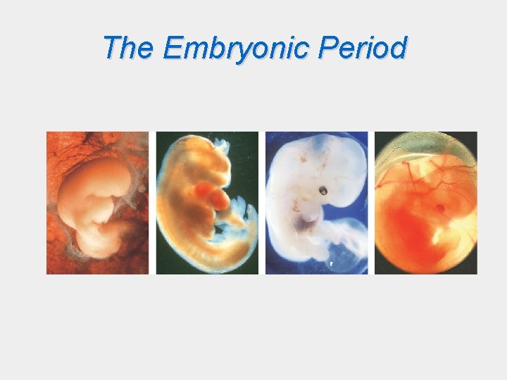 The Embryonic Period 