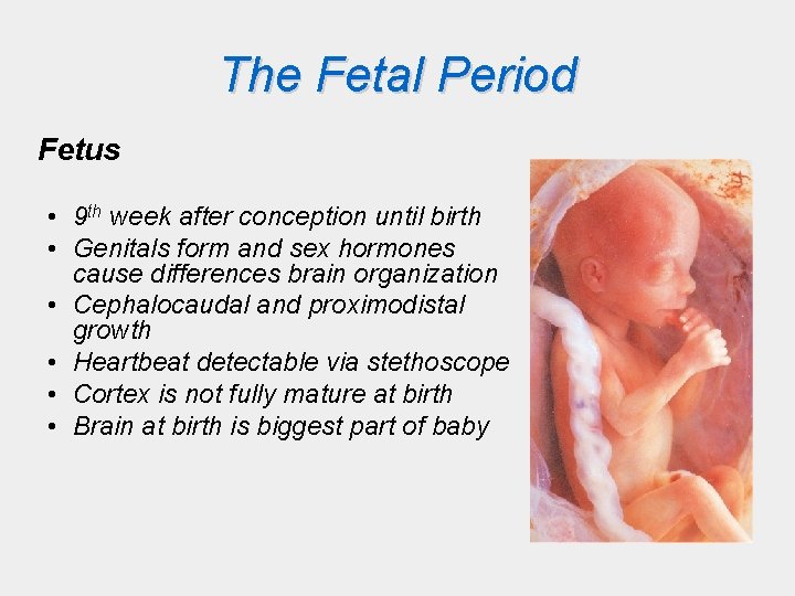 The Fetal Period Fetus • 9 th week after conception until birth • Genitals