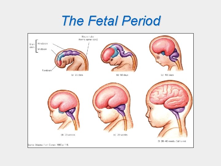 The Fetal Period 