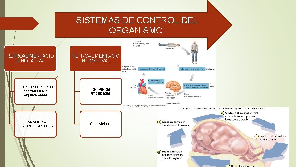 SISTEMAS DE CONTROL DEL ORGANISMO. RETROALIMENTACIÓ N NEGATIVA RETROALIMENTACIÓ N POSITIVA. Cualquier estimulo es