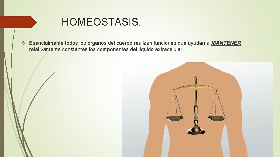 HOMEOSTASIS. Esencialmente todos los órganos del cuerpo realizan funciones que ayudan a MANTENER relativamente