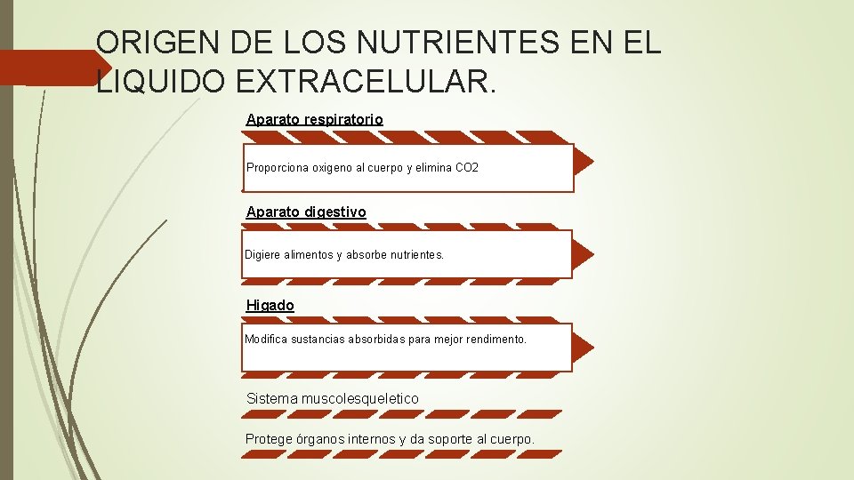 ORIGEN DE LOS NUTRIENTES EN EL LIQUIDO EXTRACELULAR. Aparato respiratorio Proporciona oxigeno al cuerpo