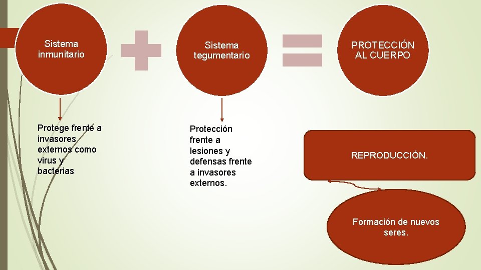 Sistema inmunitario Protege frente a invasores externos como virus y bacterias Sistema tegumentario Protección