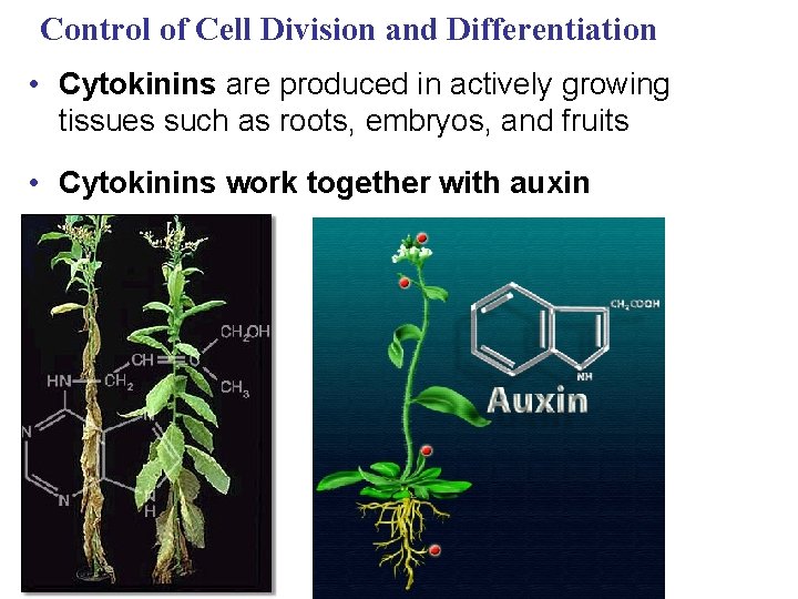 Control of Cell Division and Differentiation • Cytokinins are produced in actively growing tissues