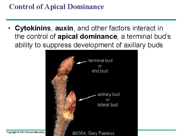 Control of Apical Dominance • Cytokinins, auxin, and other factors interact in the control