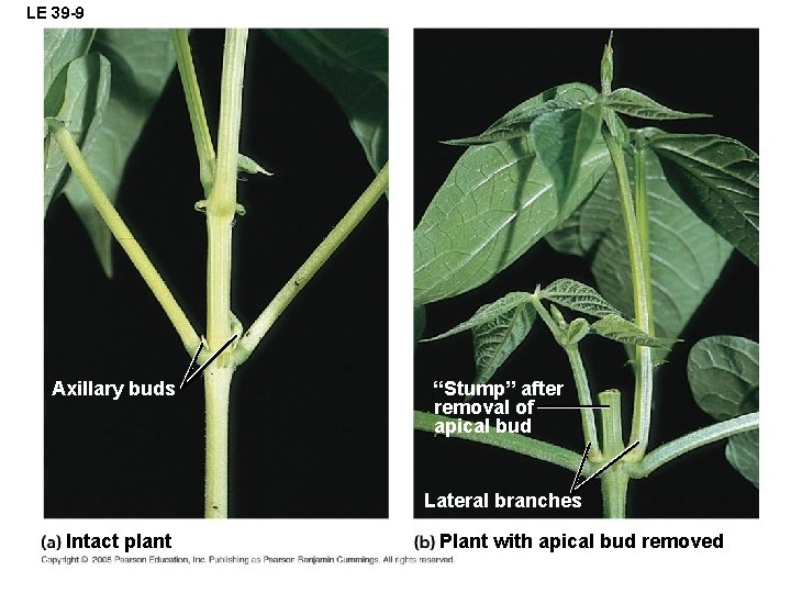 LE 39 -9 Axillary buds “Stump” after removal of apical bud Lateral branches Intact