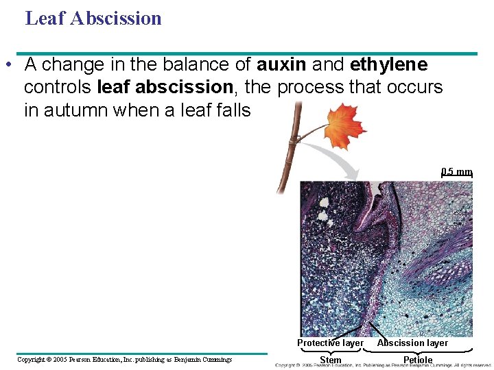 Leaf Abscission • A change in the balance of auxin and ethylene controls leaf