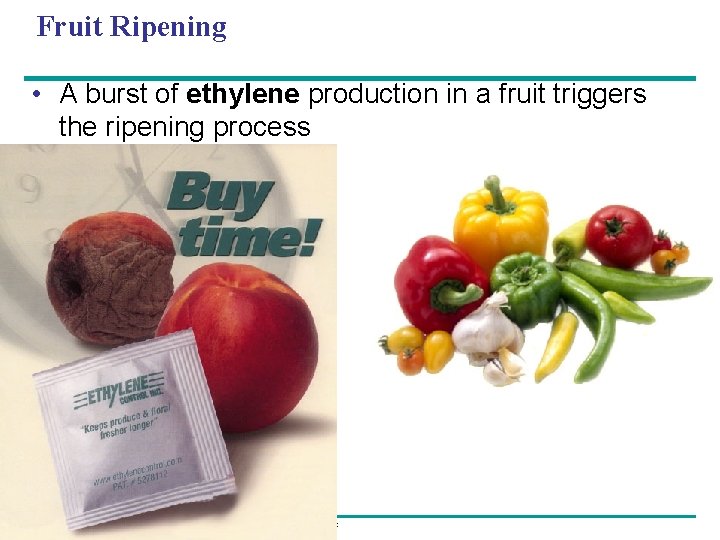 Fruit Ripening • A burst of ethylene production in a fruit triggers the ripening