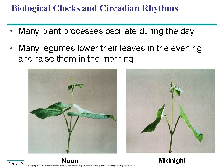 Biological Clocks and Circadian Rhythms • Many plant processes oscillate during the day •