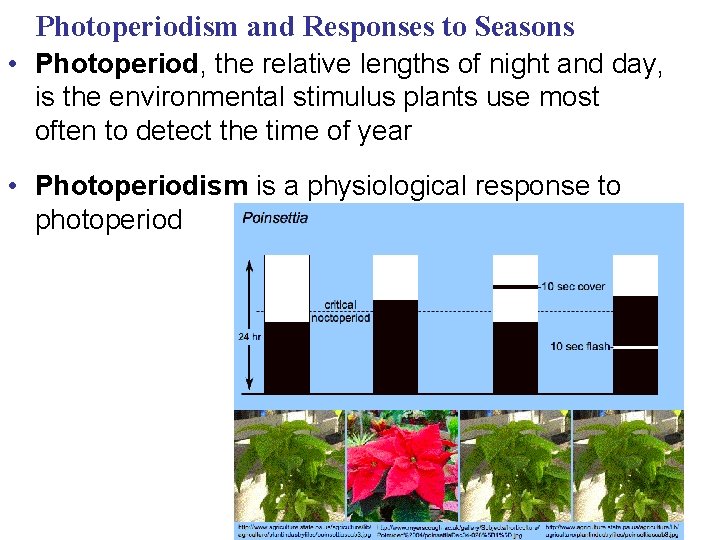 Photoperiodism and Responses to Seasons • Photoperiod, the relative lengths of night and day,