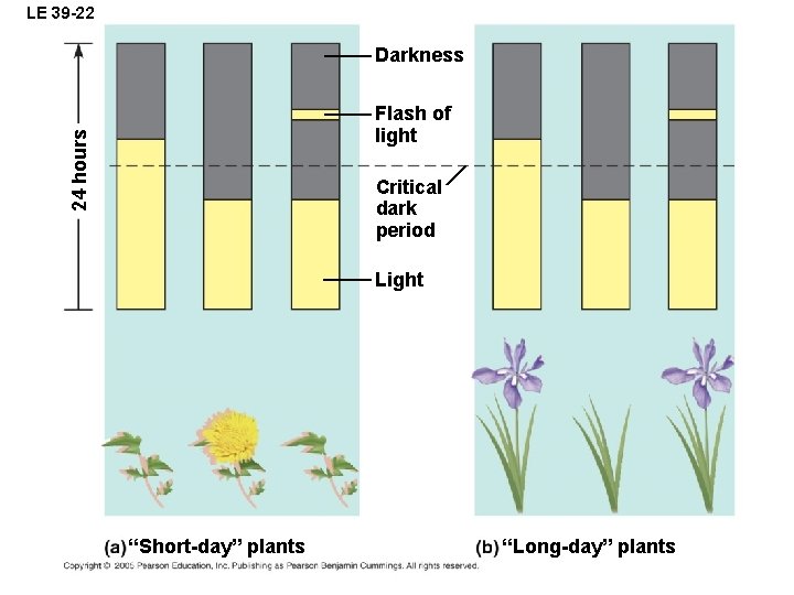 LE 39 -22 Darkness 24 hours Flash of light Critical dark period Light “Short-day”