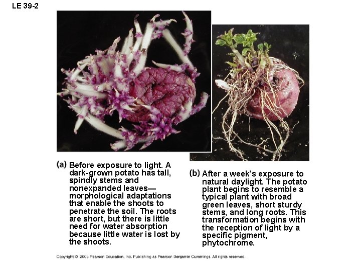 LE 39 -2 Before exposure to light. A dark-grown potato has tall, spindly stems