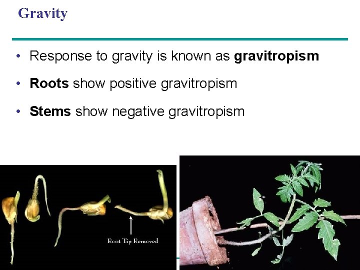 Gravity • Response to gravity is known as gravitropism • Roots show positive gravitropism