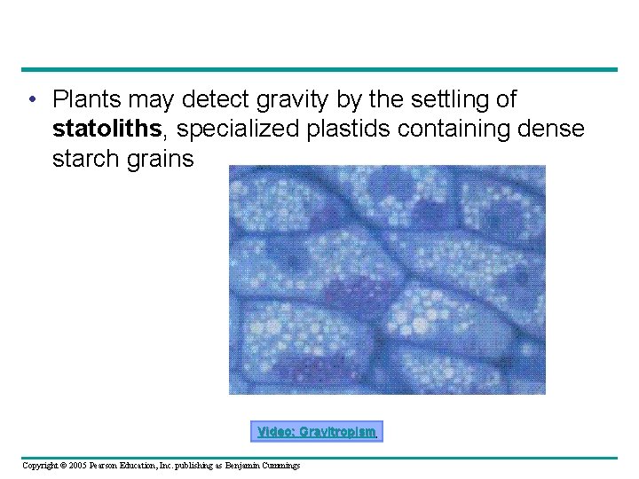  • Plants may detect gravity by the settling of statoliths, specialized plastids containing