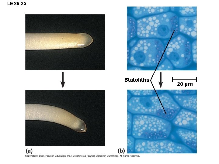 LE 39 -25 Statoliths 20 µm 