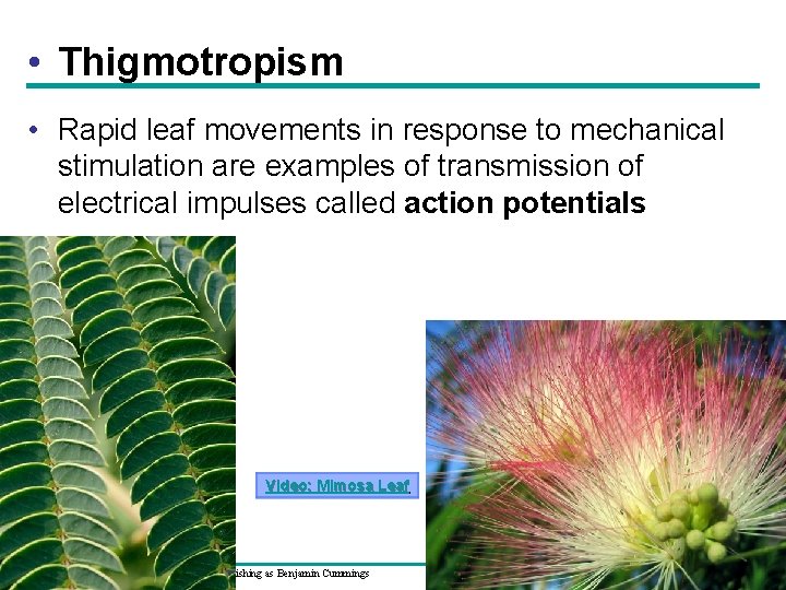  • Thigmotropism • Rapid leaf movements in response to mechanical stimulation are examples
