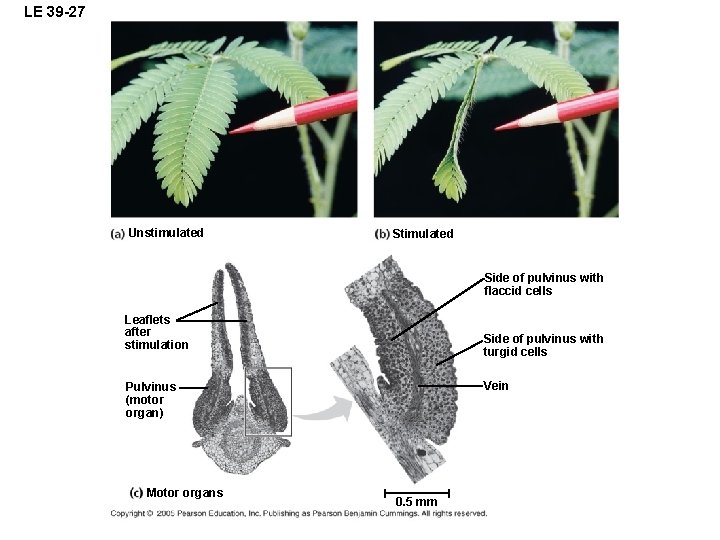 LE 39 -27 Unstimulated Side of pulvinus with flaccid cells Leaflets after stimulation Side