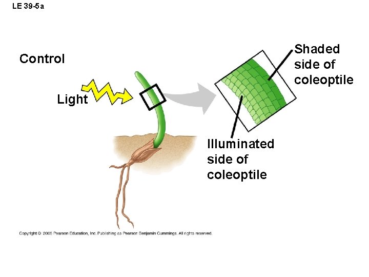 LE 39 -5 a Shaded side of coleoptile Control Light Illuminated side of coleoptile