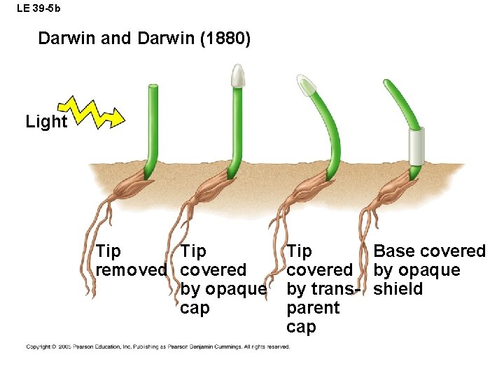 LE 39 -5 b Darwin and Darwin (1880) Light Tip removed covered by opaque