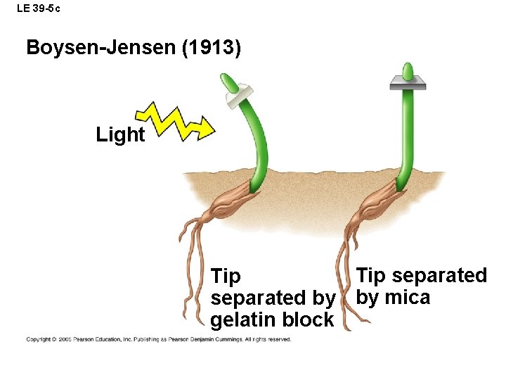 LE 39 -5 c Boysen-Jensen (1913) Light Tip separated by by mica gelatin block