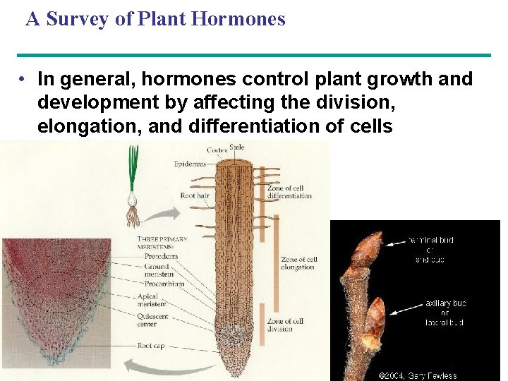 A Survey of Plant Hormones • In general, hormones control plant growth and development