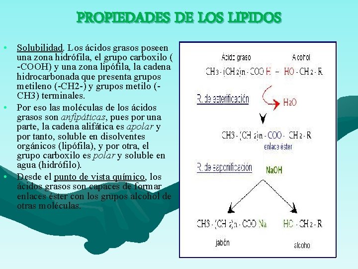 PROPIEDADES DE LOS LIPIDOS • Solubilidad. Los ácidos grasos poseen una zona hidrófila, el