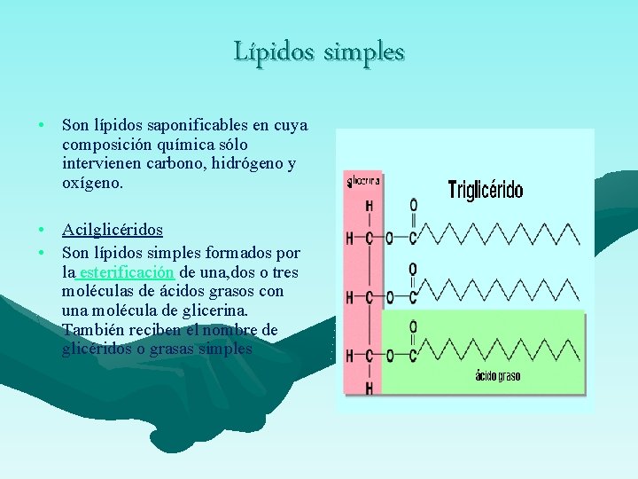 Lípidos simples • Son lípidos saponificables en cuya composición química sólo intervienen carbono, hidrógeno
