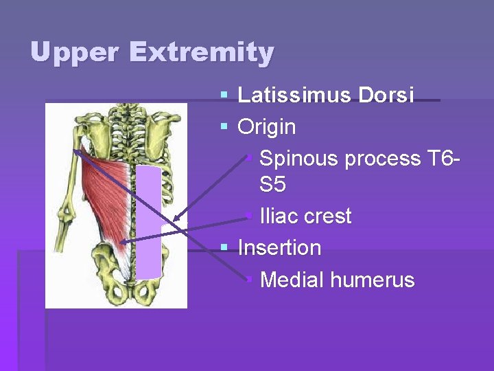 Upper Extremity § Latissimus Dorsi § Origin § Spinous process T 6 S 5 Upper Extremity § Latissimus Dorsi § Origin § Spinous process T 6 S 5