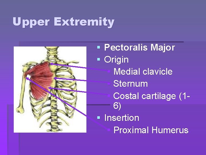 Upper Extremity § Pectoralis Major § Origin § Medial clavicle § Sternum § Costal Upper Extremity § Pectoralis Major § Origin § Medial clavicle § Sternum § Costal