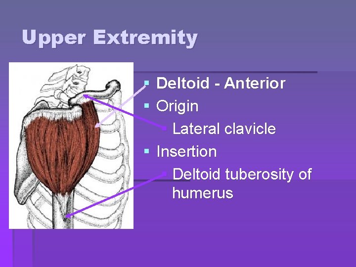 Upper Extremity § Deltoid - Anterior § Origin § Lateral clavicle § Insertion § Upper Extremity § Deltoid - Anterior § Origin § Lateral clavicle § Insertion §
