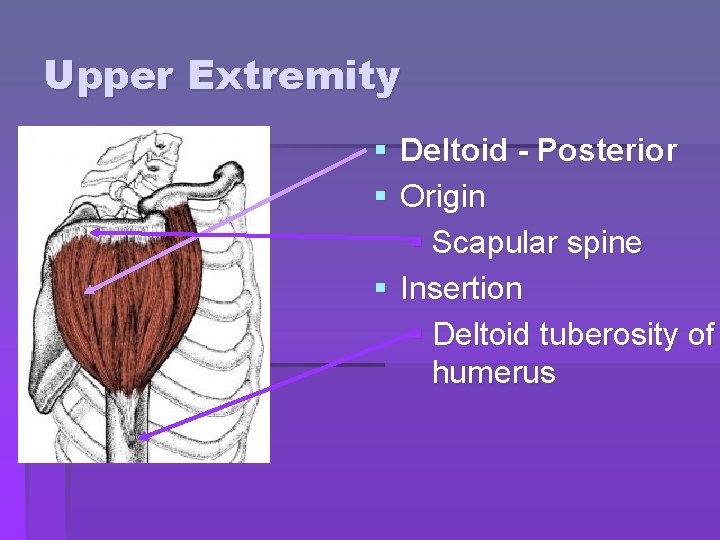 Upper Extremity § Deltoid - Posterior § Origin § Scapular spine § Insertion § Upper Extremity § Deltoid - Posterior § Origin § Scapular spine § Insertion §