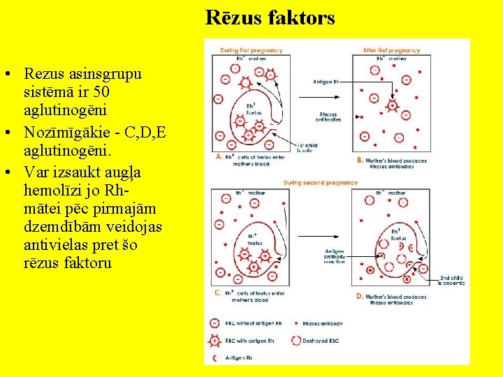 Rēzus faktors • Rezus asinsgrupu sistēmā ir 50 aglutinogēni • Nozīmīgākie - C, D,