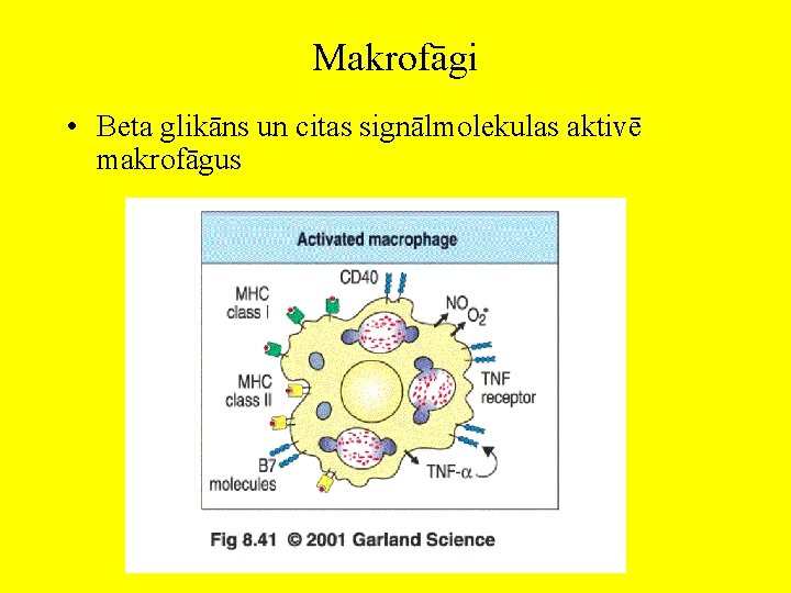 Makrofāgi • Beta glikāns un citas signālmolekulas aktivē makrofāgus 