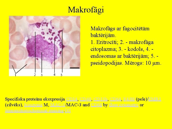 Makrofāgi Makrofāgs ar fagocitētām baktērijām. 1. Eritrocīti; 2. - makrofāga citoplazma; 3. - kodols,