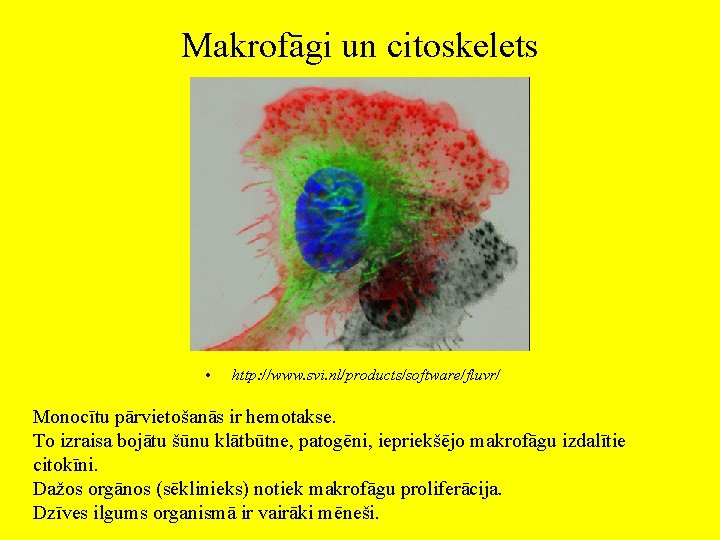 Makrofāgi un citoskelets • http: //www. svi. nl/products/software/fluvr/ Monocītu pārvietošanās ir hemotakse. To izraisa