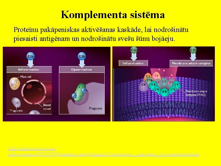 Komplementa sistēma Proteīnu pakāpeniskas aktivēšanas kaskāde, lai nodrošinātu piesaisti antigēnam un nodrošinātu svešu šūnu