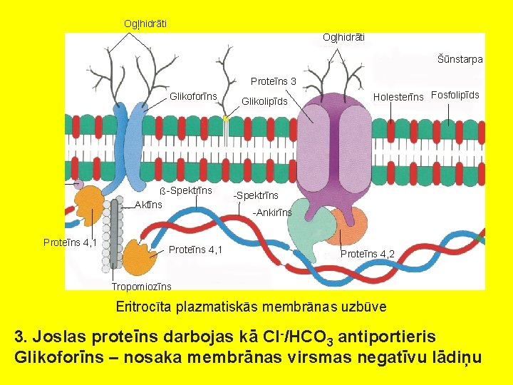 Ogļhidrāti Šūnstarpa Proteīns 3 Glikoforīns ß -Spektrīns Aktīns Proteīns 4, 1 Glikolipīds Holesterīns Fosfolipīds