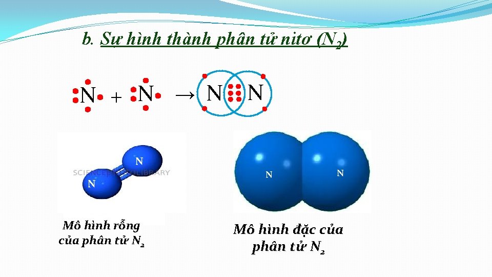 b. Sự hình thành phân tử nitơ (N 2) N + N → N