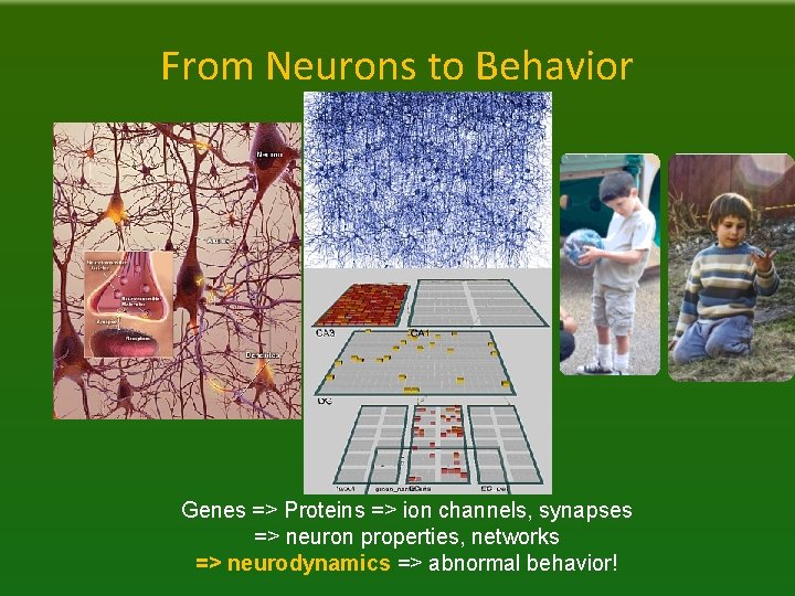 From Neurons to Behavior Genes => Proteins => ion channels, synapses => neuron properties,