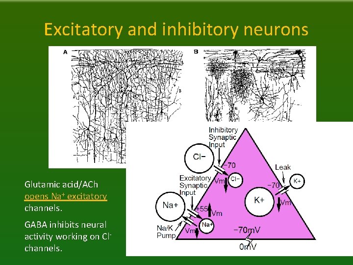 Excitatory and inhibitory neurons Glutamic acid/ACh opens Na+ excitatory channels. GABA inhibits neural activity