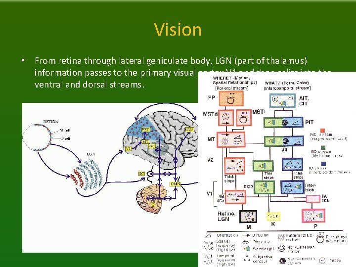 Vision • From retina through lateral geniculate body, LGN (part of thalamus) information passes