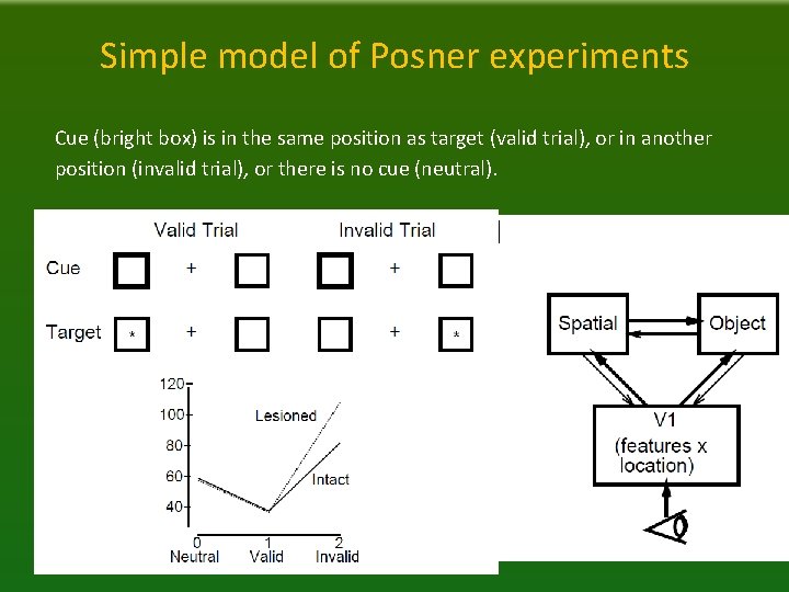 Simple model of Posner experiments Cue (bright box) is in the same position as