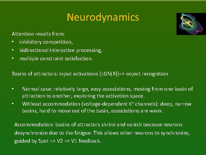 Neurodynamics Attention results from: • inhibitory competition, • bidirectional interactive processing, • multiple constraint