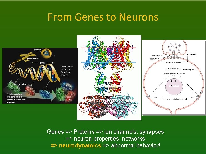 From Genes to Neurons Genes => Proteins => ion channels, synapses => neuron properties,