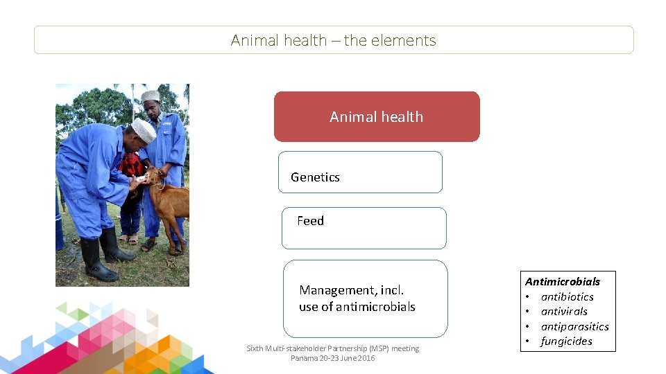 Animal health – the elements Animal health Genetics Feed Management, incl. use of antimicrobials