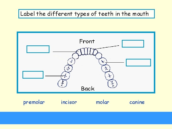 Label the different types of teeth in the mouth premolar incisor molar canine 